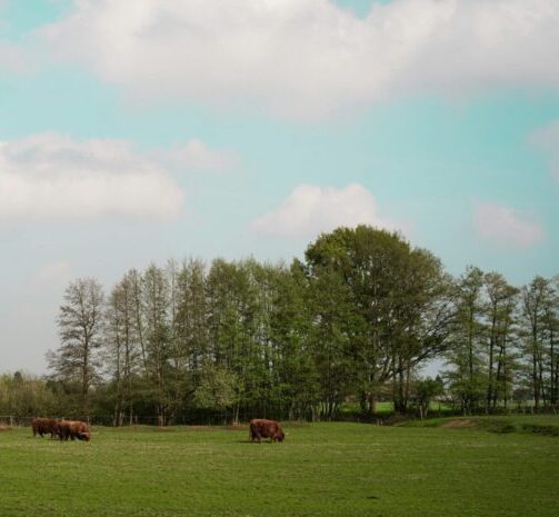 What Is Tallow & How Tallow Benefits Your Skin??