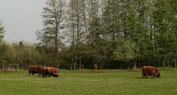 What Is Tallow & How Tallow Benefits Your Skin??