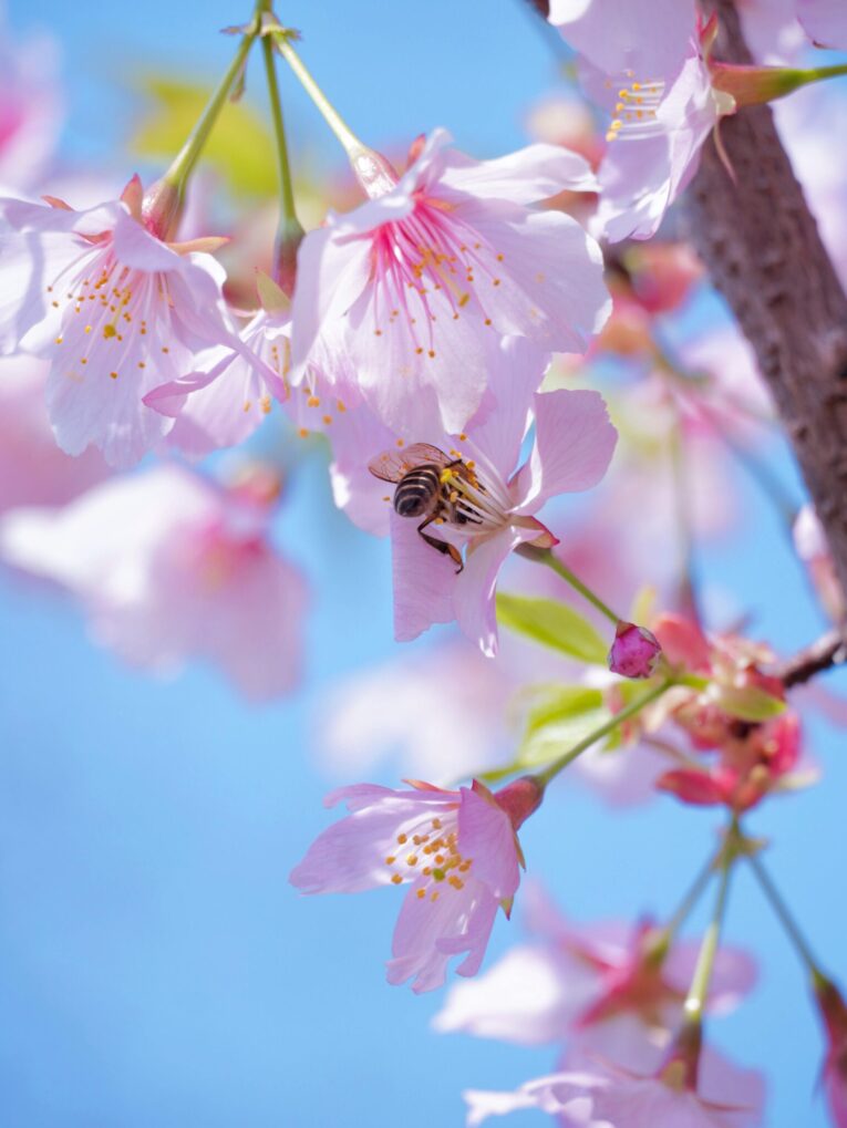Bee Pollen, Royal Jelly, Propolis, Benefits For Your Skin